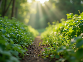 The Importance of Sustainable Living in Today's World