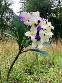 A bouquet of white flowers with purple paint dropping off of them