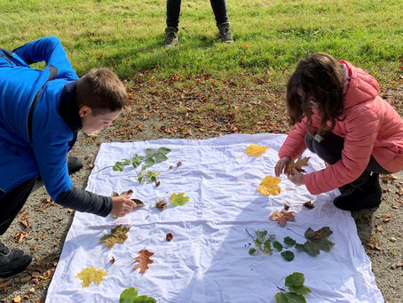 Spiel mit! "Zeige mir das Eichenblatt!"