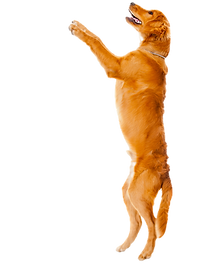 Jumping Dog Training