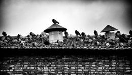Lomo (No Vignette)