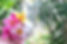 bali-beautiful-beauty-433539.jpg