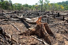 Estudo revela peso que desmatamento em 100 municípios da Amazônia Legal têm para o país