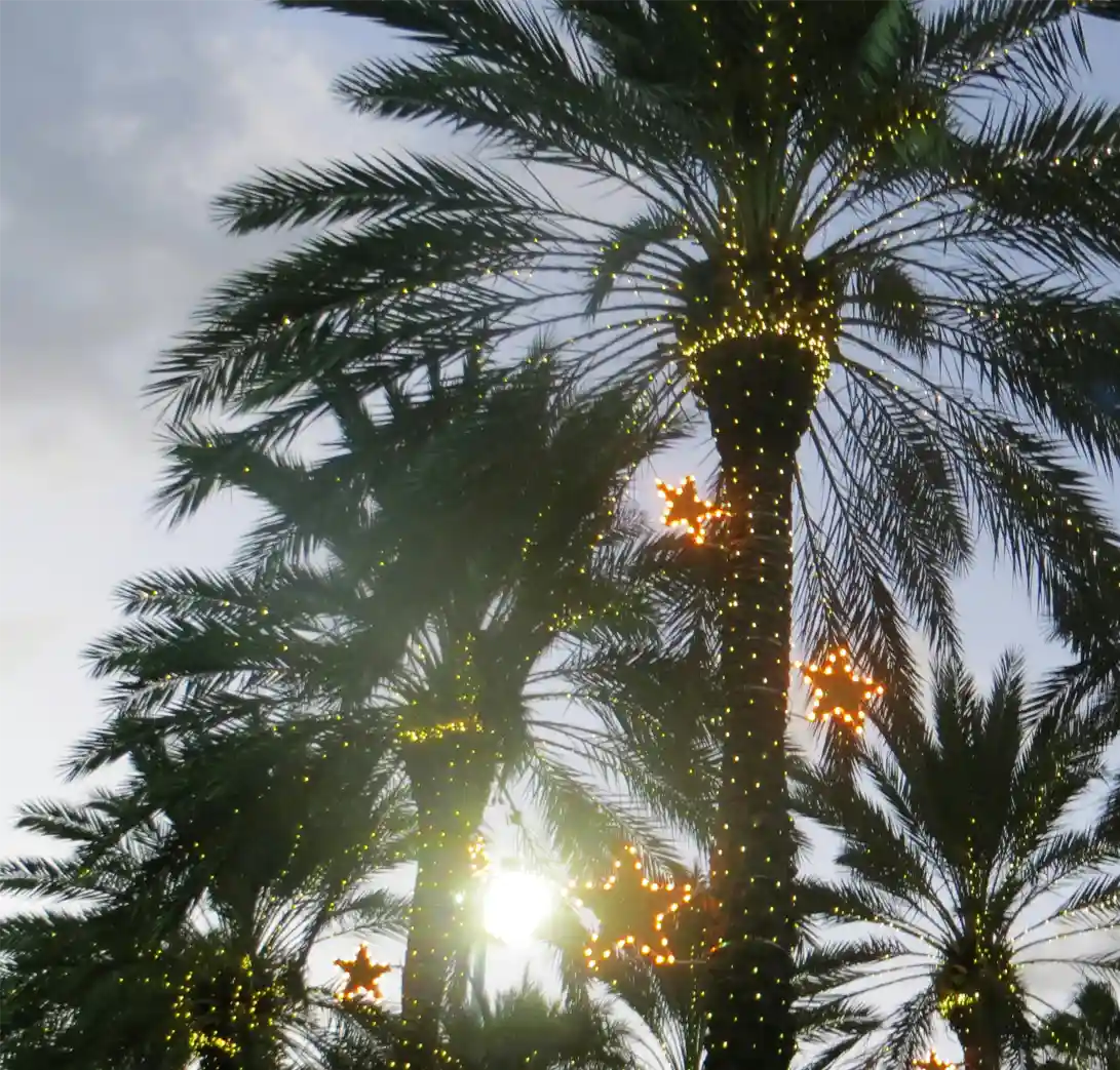 palm trees covered in christmas lights