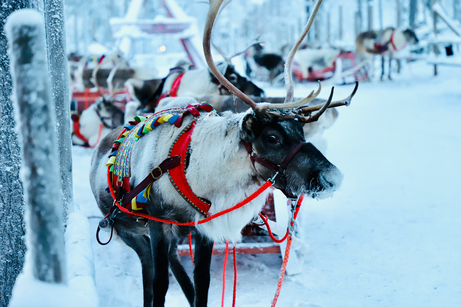 A reindeer pulling a sled in snow