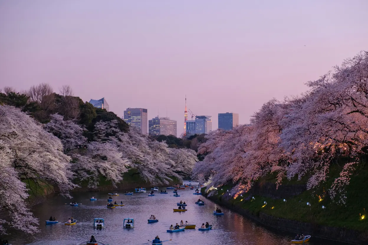 people rowing boats on the Meguro river in Tokyo,Japan