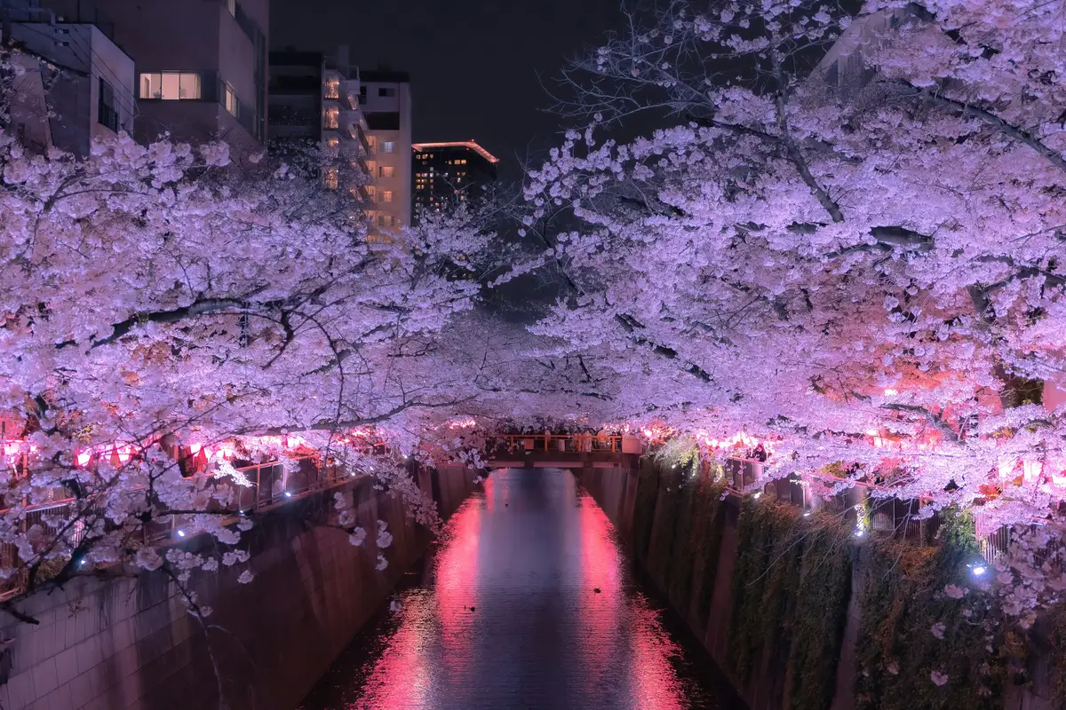 cherry blossing over the  Meguro river in Tokyo, Japan