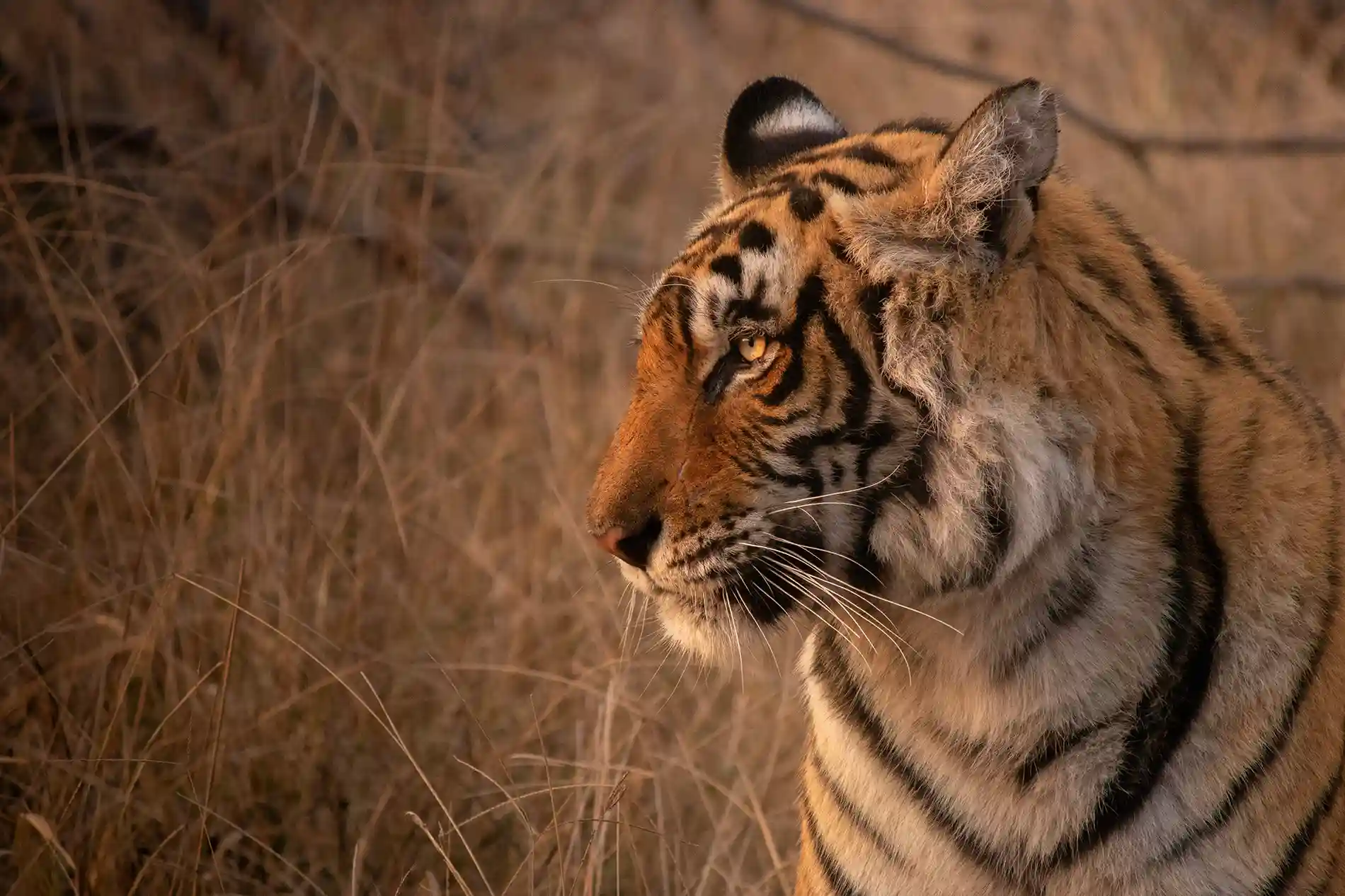 A side profile of a seated tigress at dawn