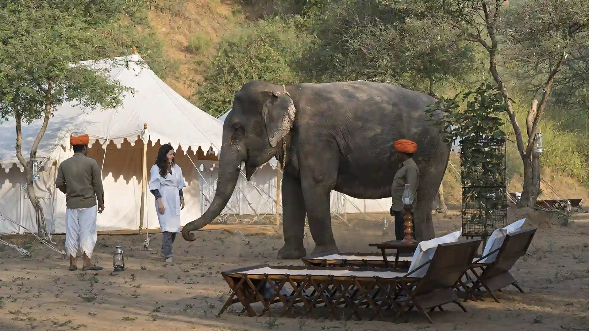 A side profile of an elephant 
