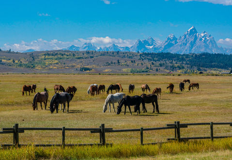 wild horses with mountain backdrop in wyoming