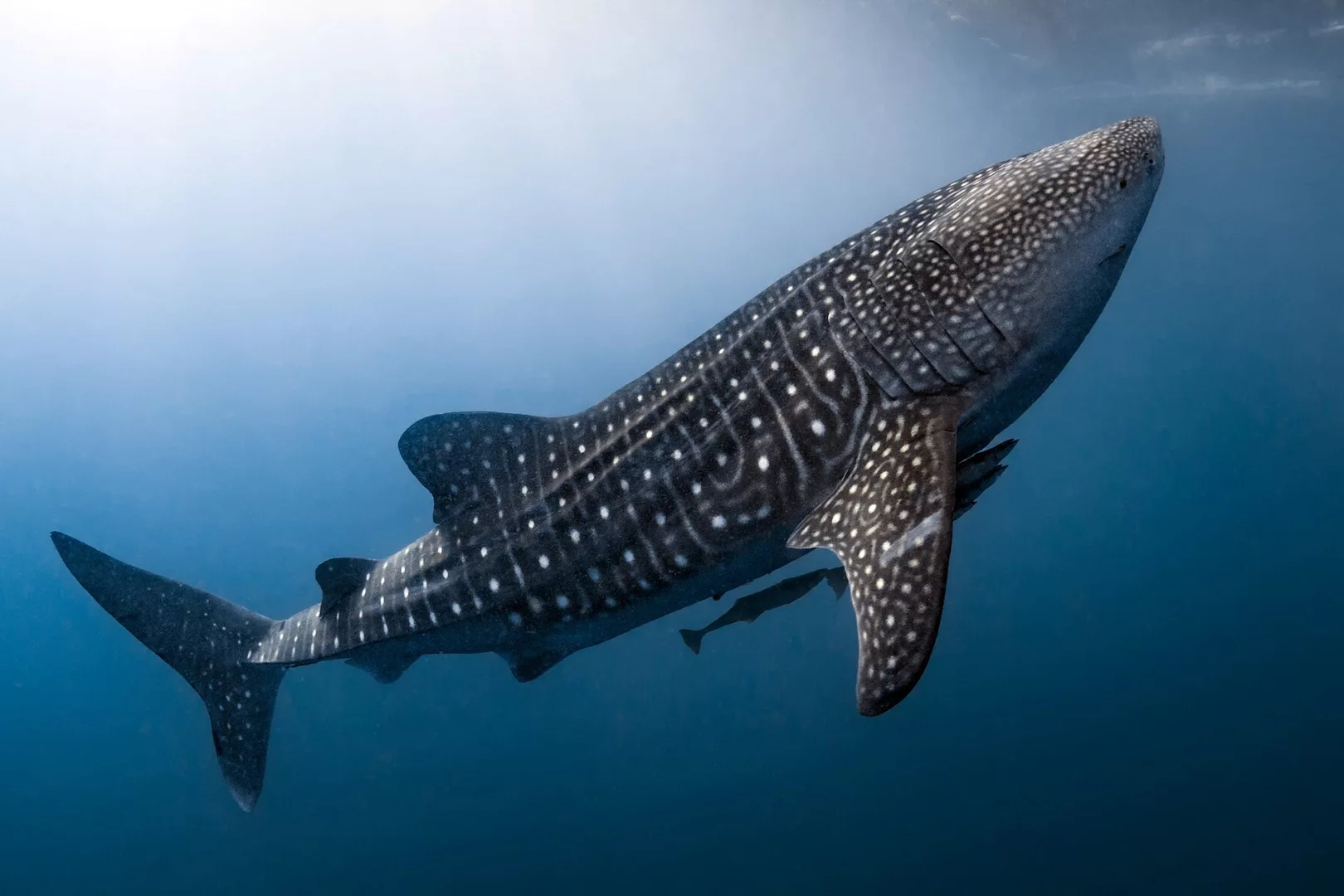 Whale shark at Chimphon Pinnacle dive site 