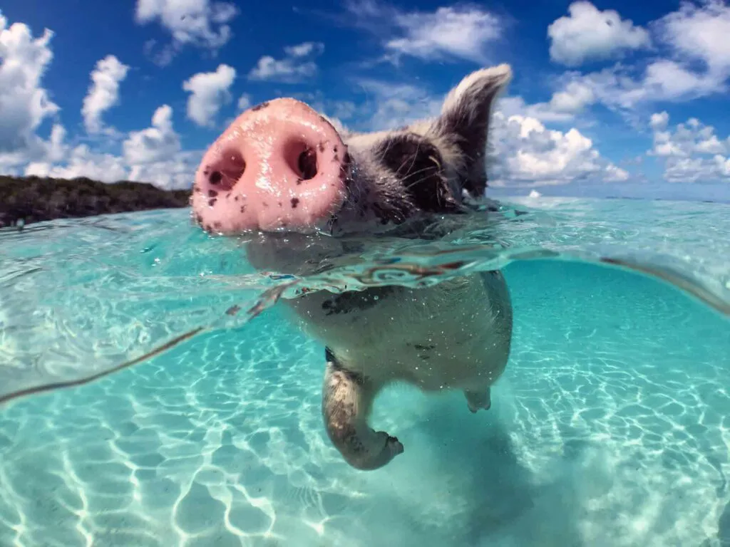 A pig swimming 
