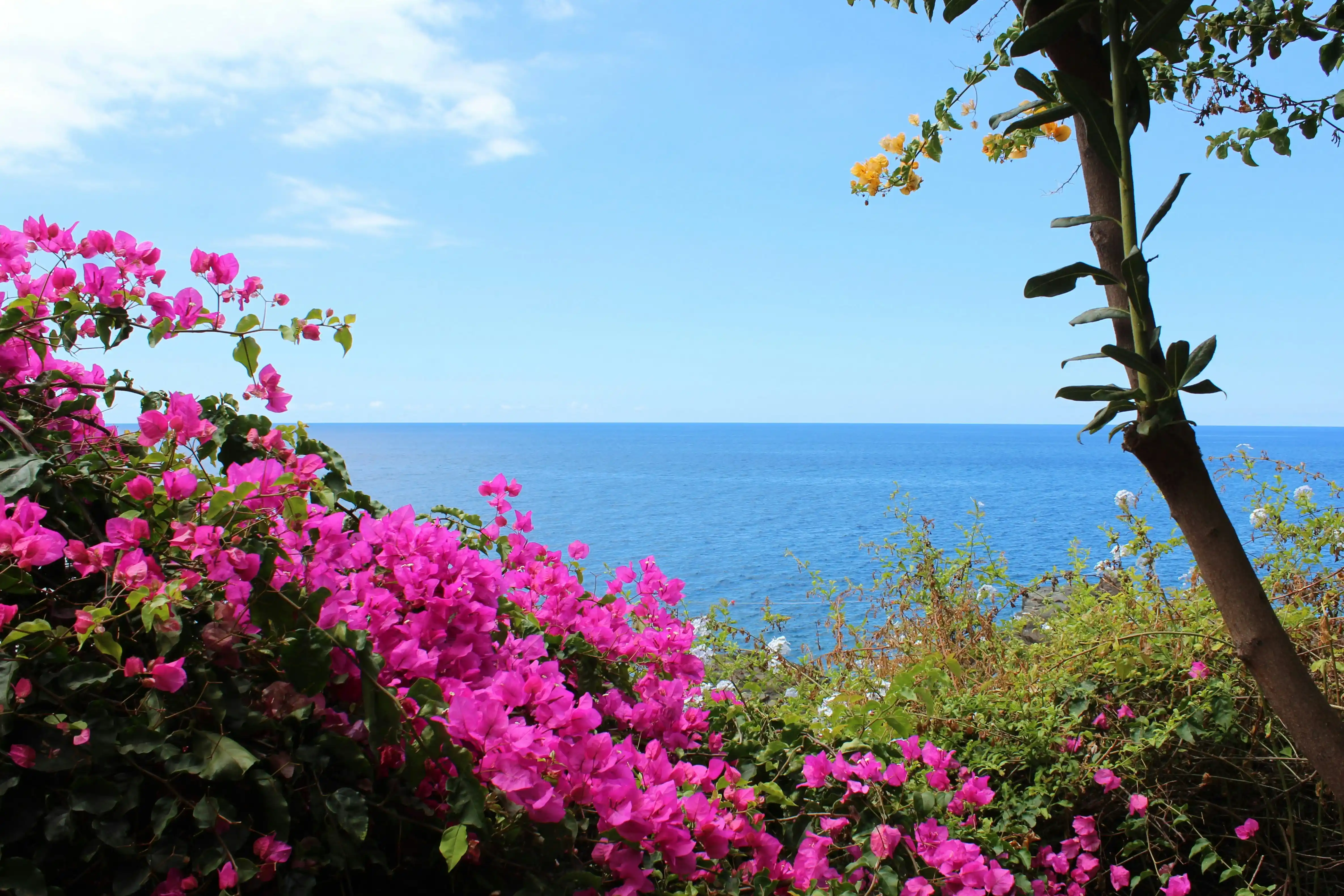 flowers and sea view in madeira