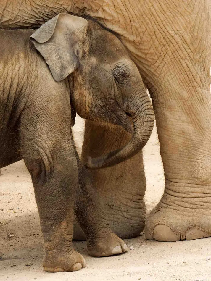 A young elephant