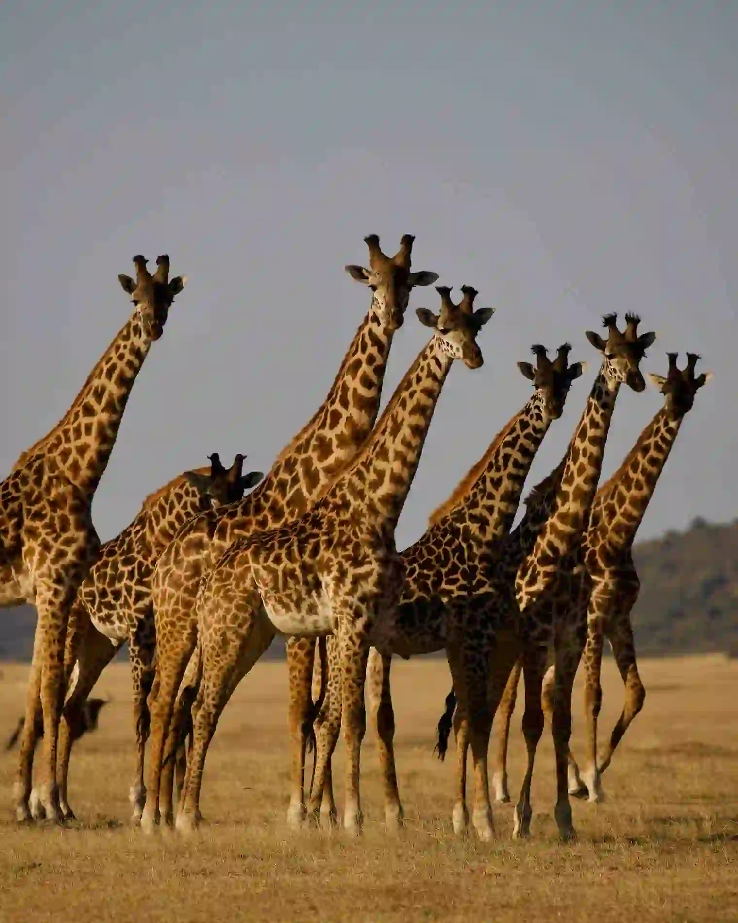 Giraffes, on safari in the Seregeti