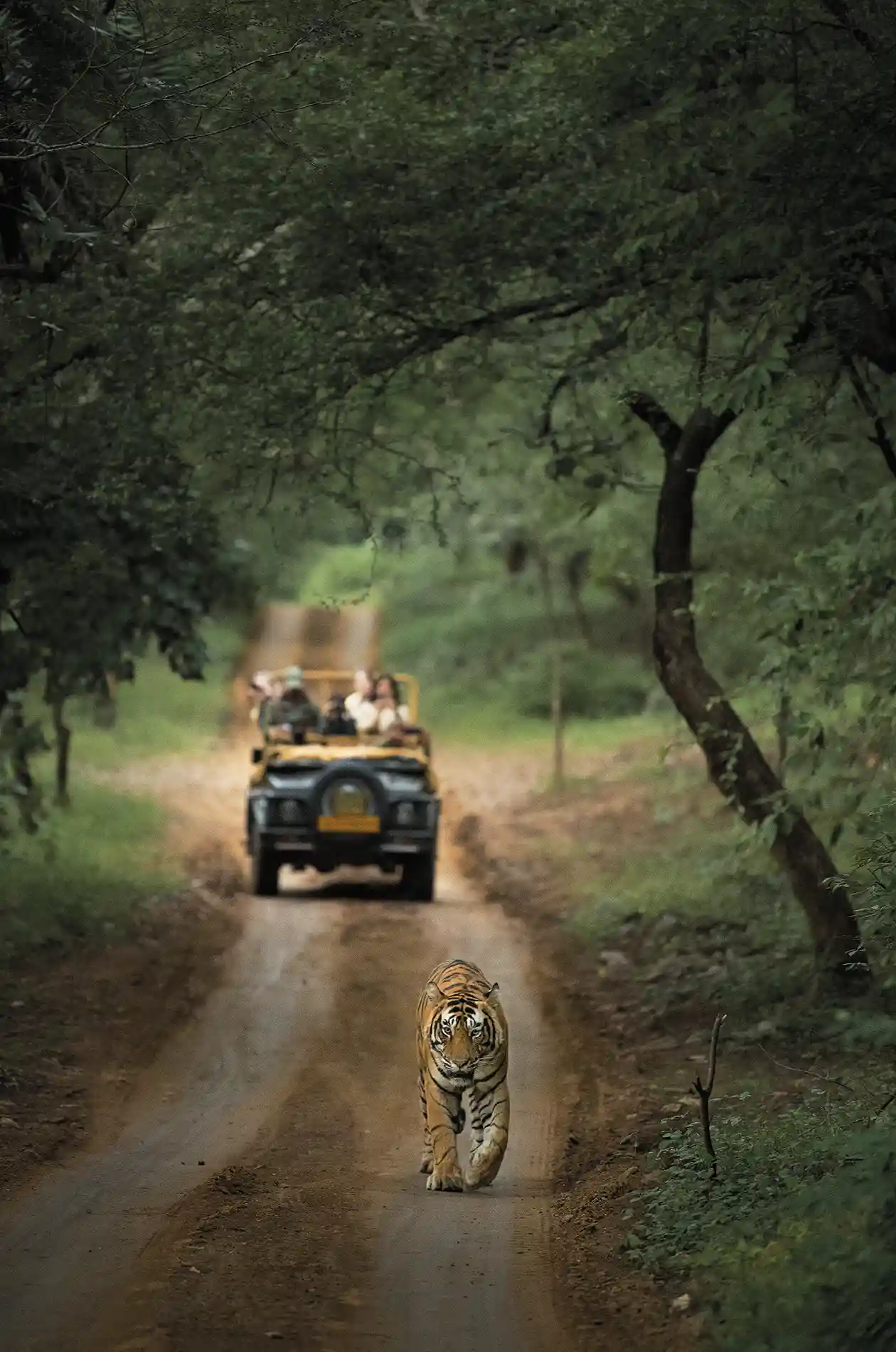 safari vehicle behind tiger 