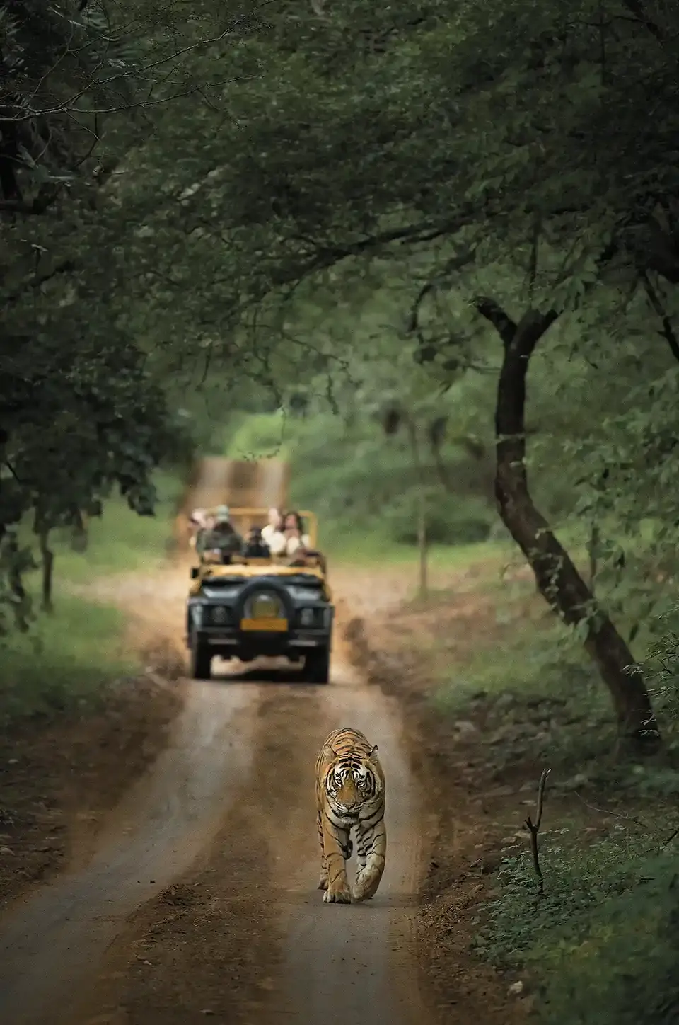 safari vehicle behind tiger 