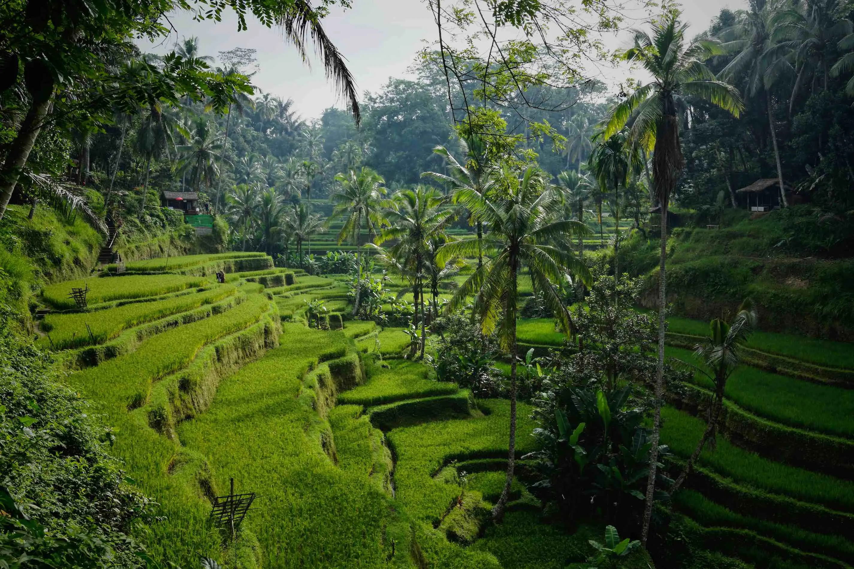 Rice terrace in Bali, Indonesia