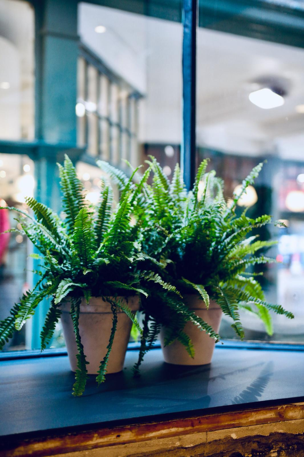 Plants for Business Root Houseplants North West UK