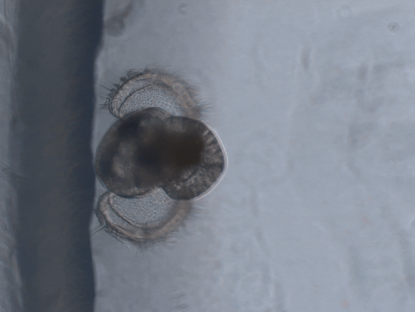 Veliger Plankton