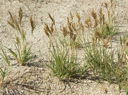 Saltgrass
