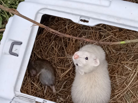 Dératisation au furet...une méthode vraiment efficace?