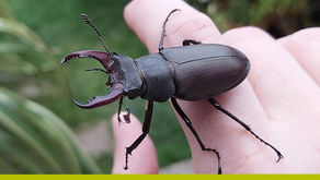 The Great Stag Weekend 5th-7th June