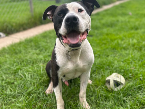 WINSTON - Staffie X - FOSTER HOME
