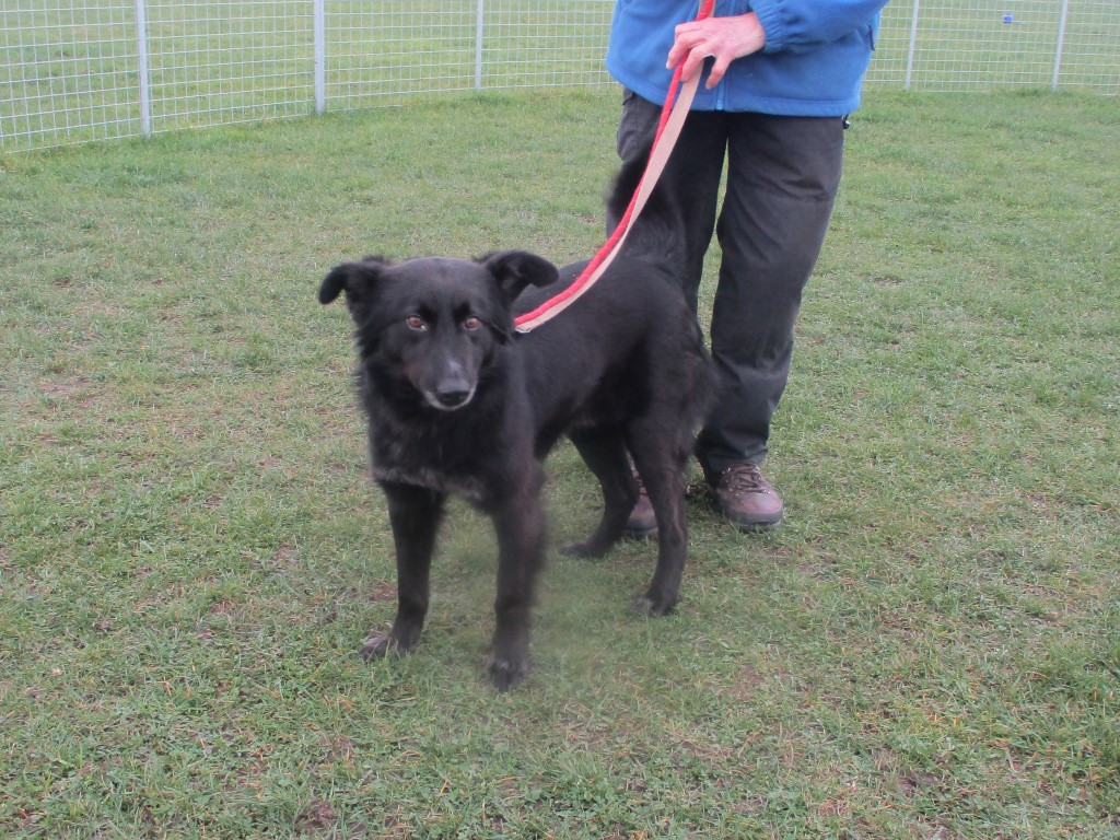 halfwayhomedogrescue