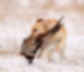 141A5833-Enhanced-NR.JPG
