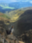 Hawk perched on rock overlooking valley