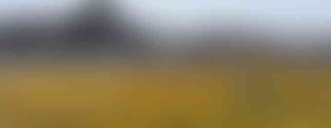 yellow moss on rocks in Antarctica