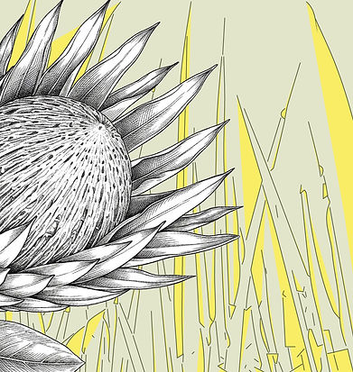 Jardin des Protéas - Jardin des Protéas - wix:image://v1/309d2a_5884e94322ef42b1a05d8a613b85cb89~mv2.jpg/Vignette%205%20Protea.jpg#originWidth=1094&originHeight=1094 -Jardin des Protéas s’inspire des paysages d’Afrique australe, où les silhouettes sculpturales des protéas dialoguent avec une végétation en mouvement. Les contrastes de noirs et de blancs rencontrent une palette minérale, ponctuée de quelques accents acidulés qui insufflent lumière et énergie à la composition.
Pensé comme une évocation sensible de ces paysages, ce jardin explore l’équilibre entre force graphique et délicatesse botanique. Une composition destinée à vivre sur le textile, le foulard et d’autres supports d’édition ou de décoration.