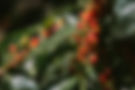fresh-coffee-beans-tree.jpg