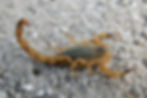 Escorpião