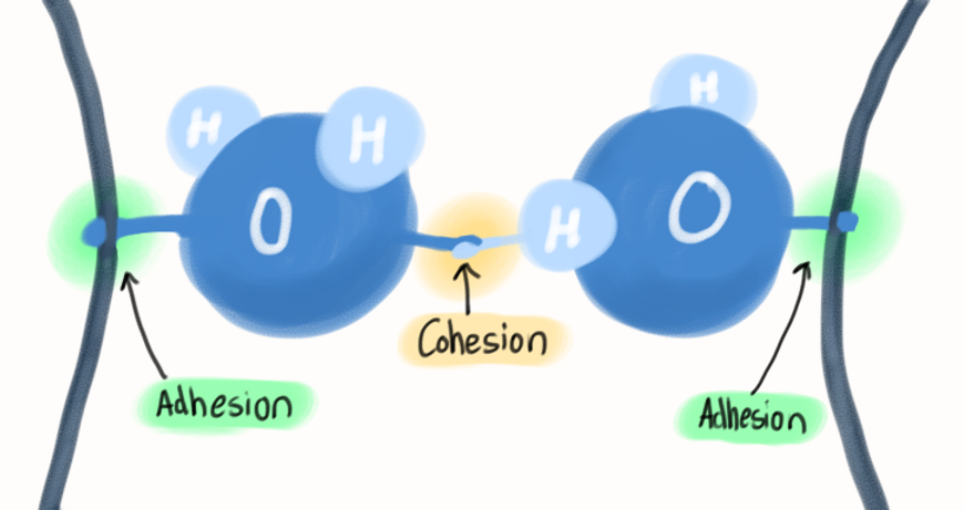 Cohesion Water Molecules Diagram