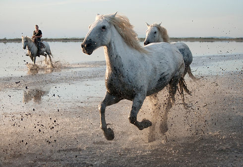 A1-ramel-andre-chevauxcamargue301.jpg