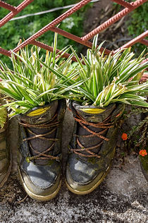 Roselyne Leroy Ducardonnoy-Plante des pi