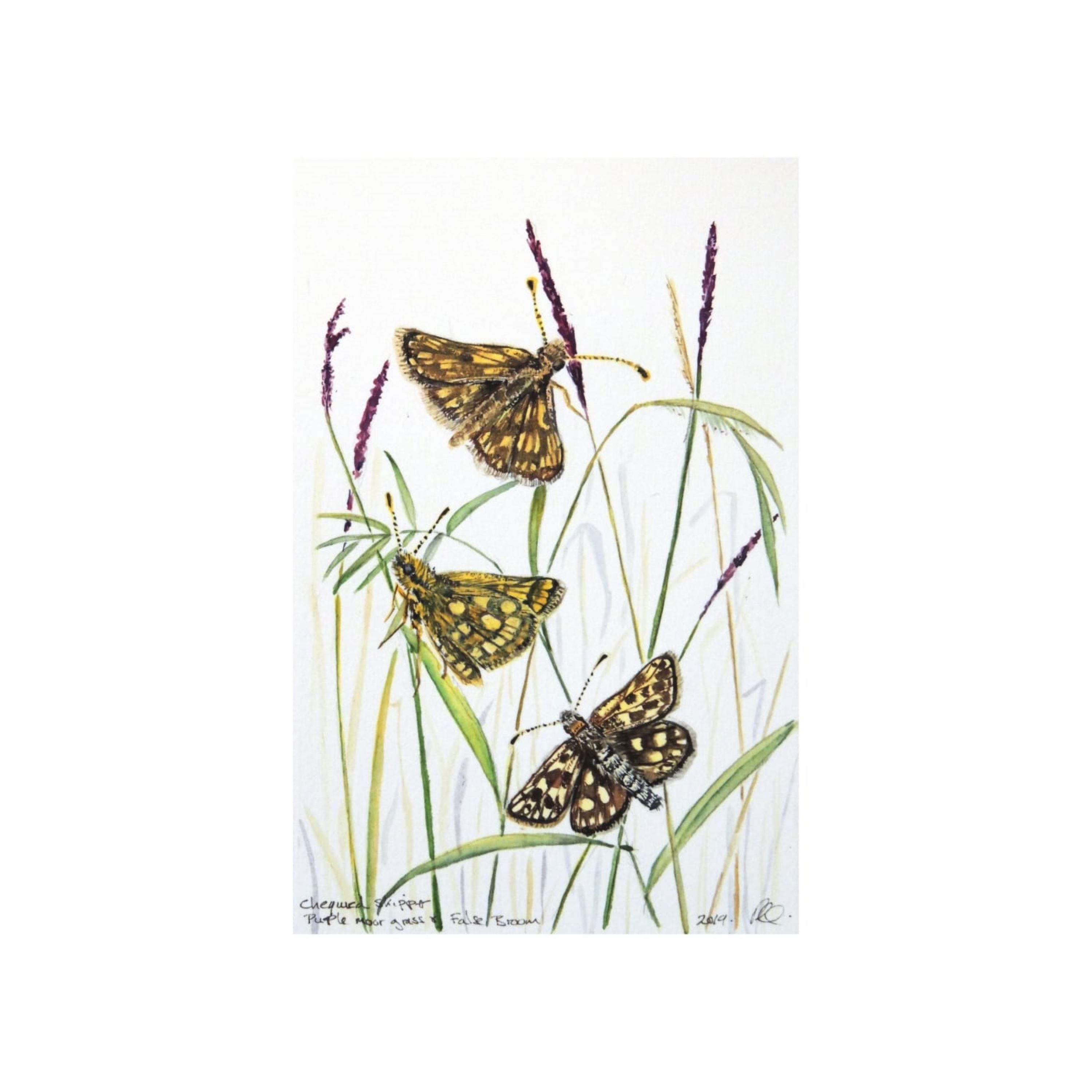 Chequered Skipper Butterflies