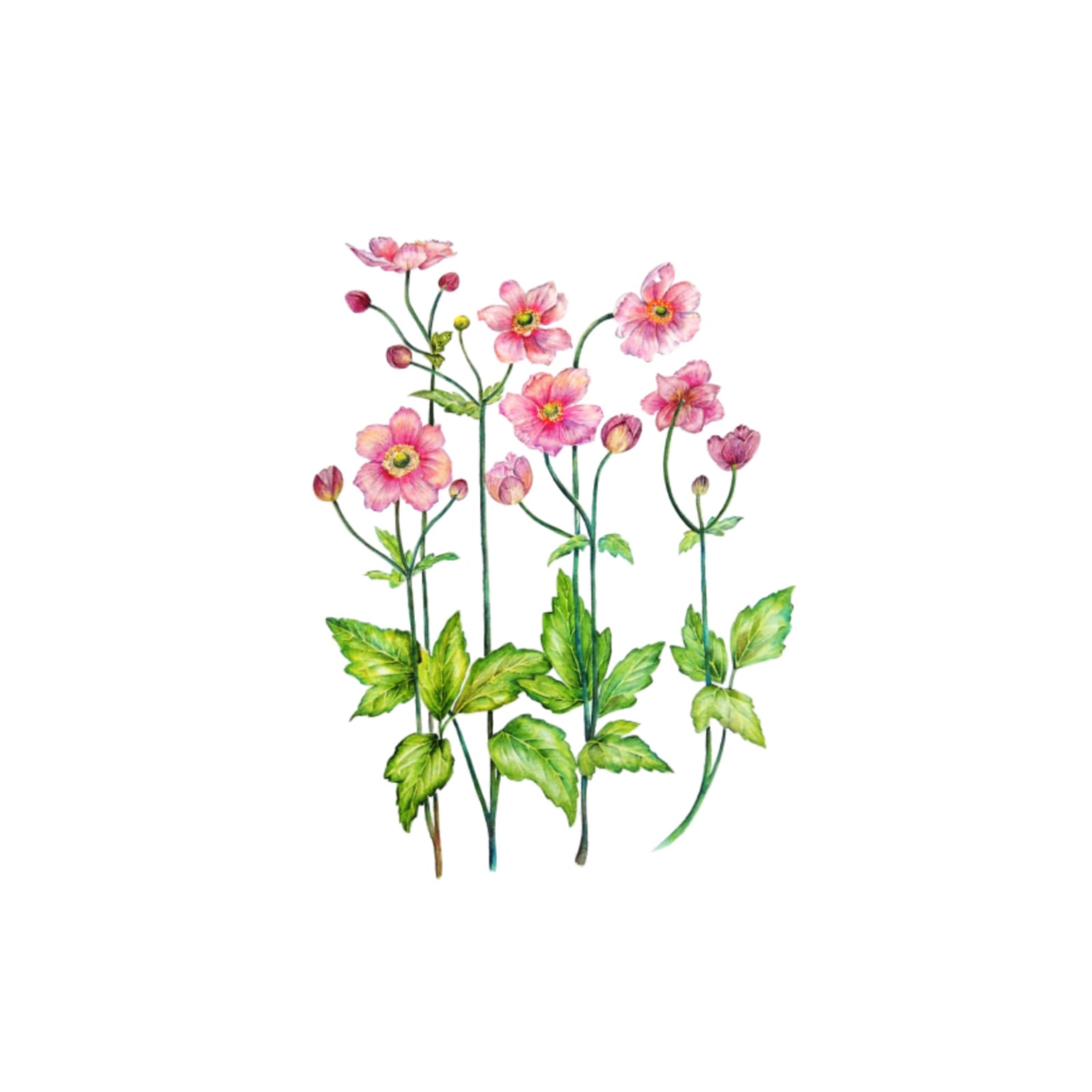 Wind Flowers