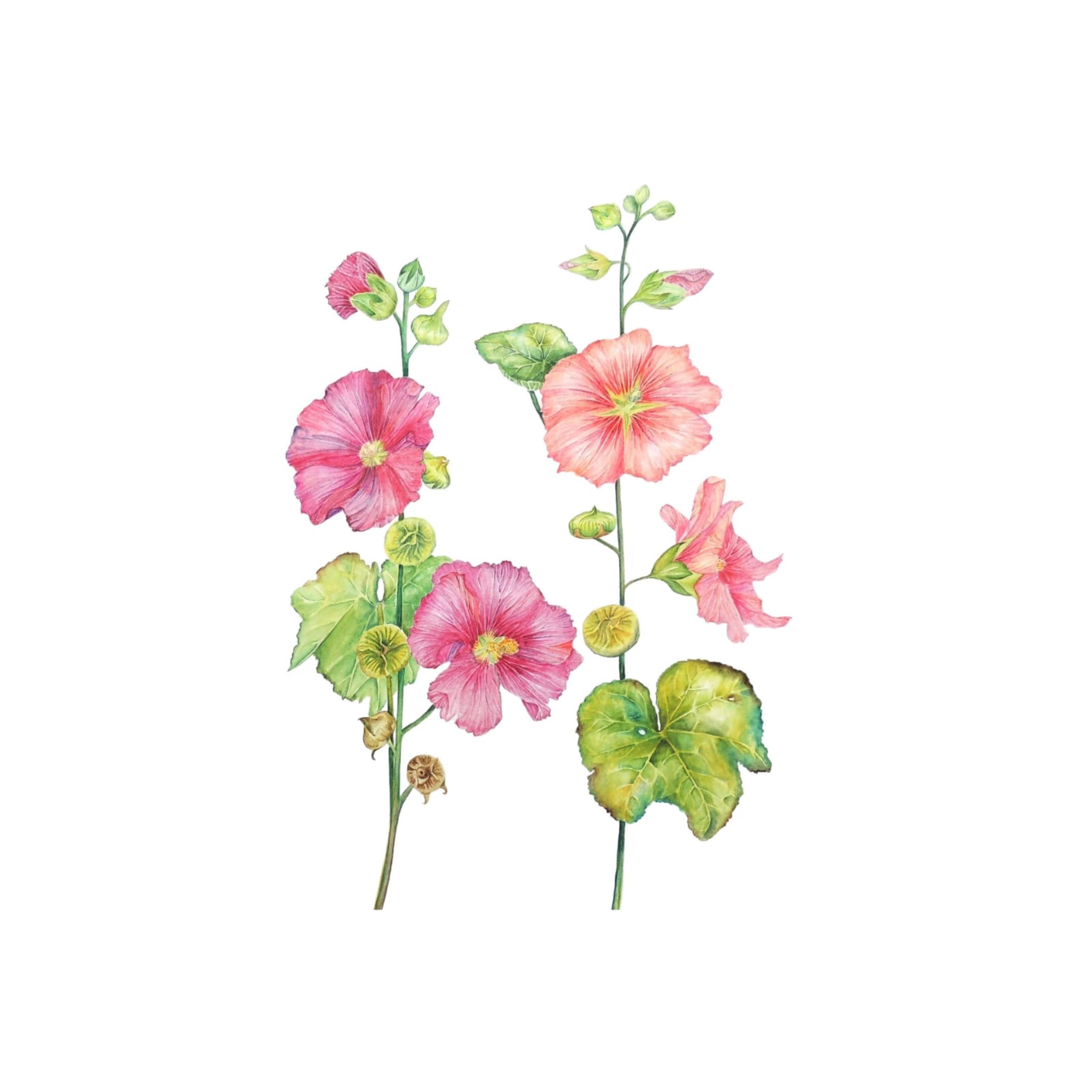 Pink Hollyhocks