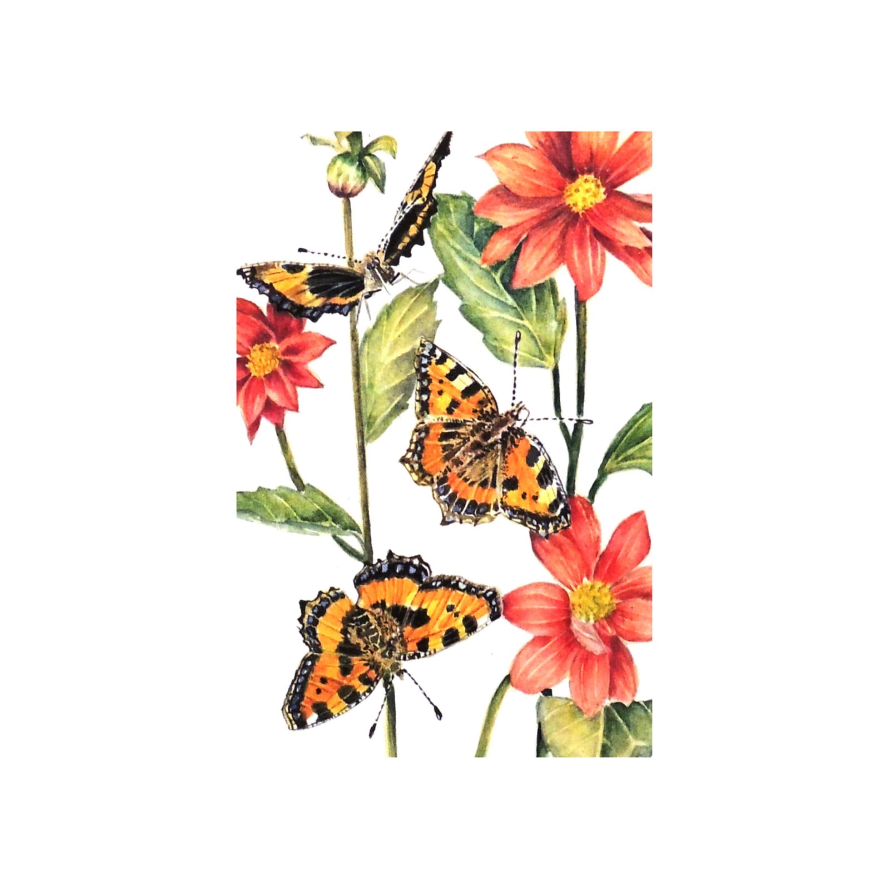 Small Tortoiseshell on Dahlias