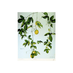 Passionfruit