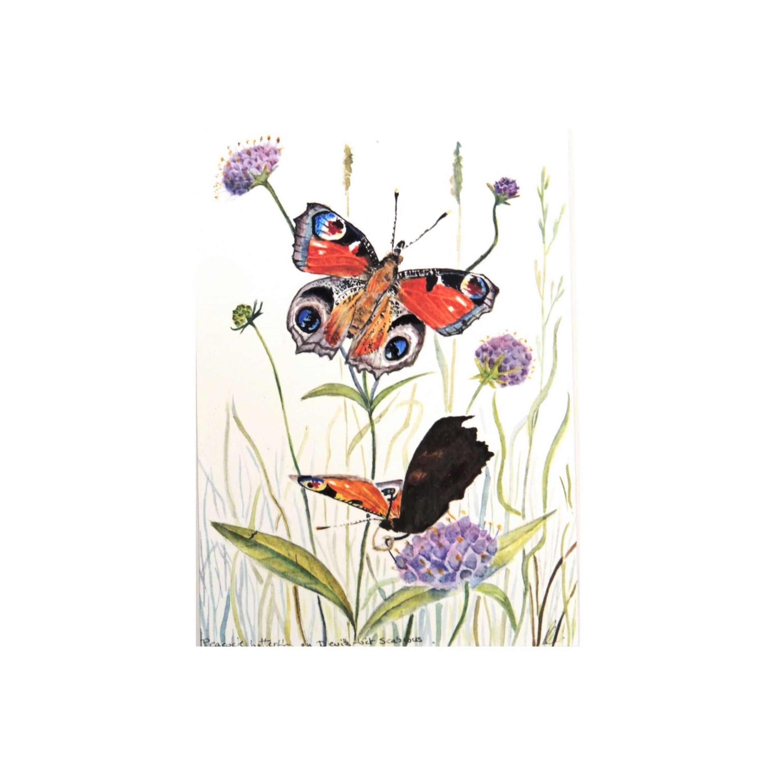Peacock Butterflies