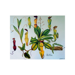 Pitcher Plant of Seychelles