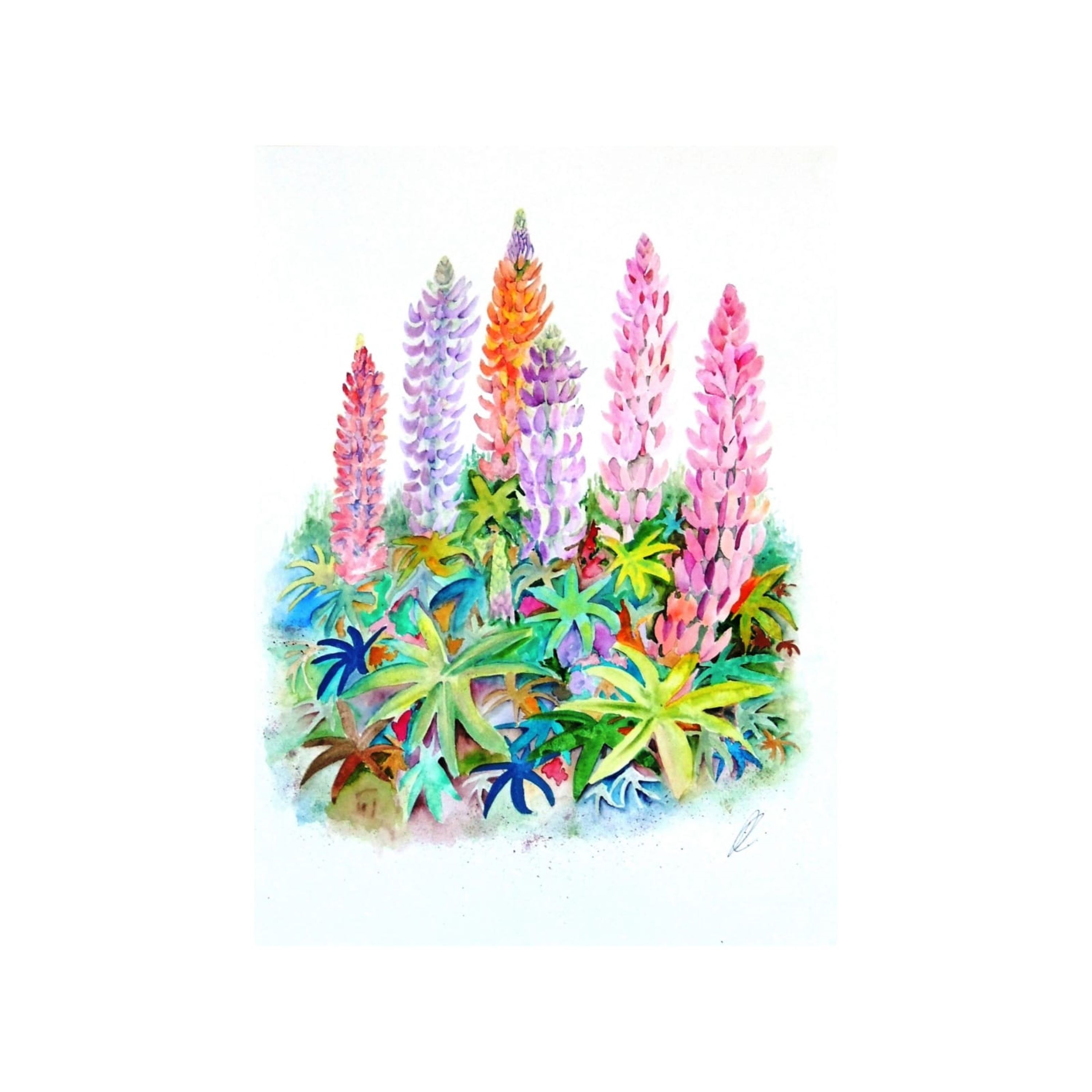 Cottage Garden Lupins