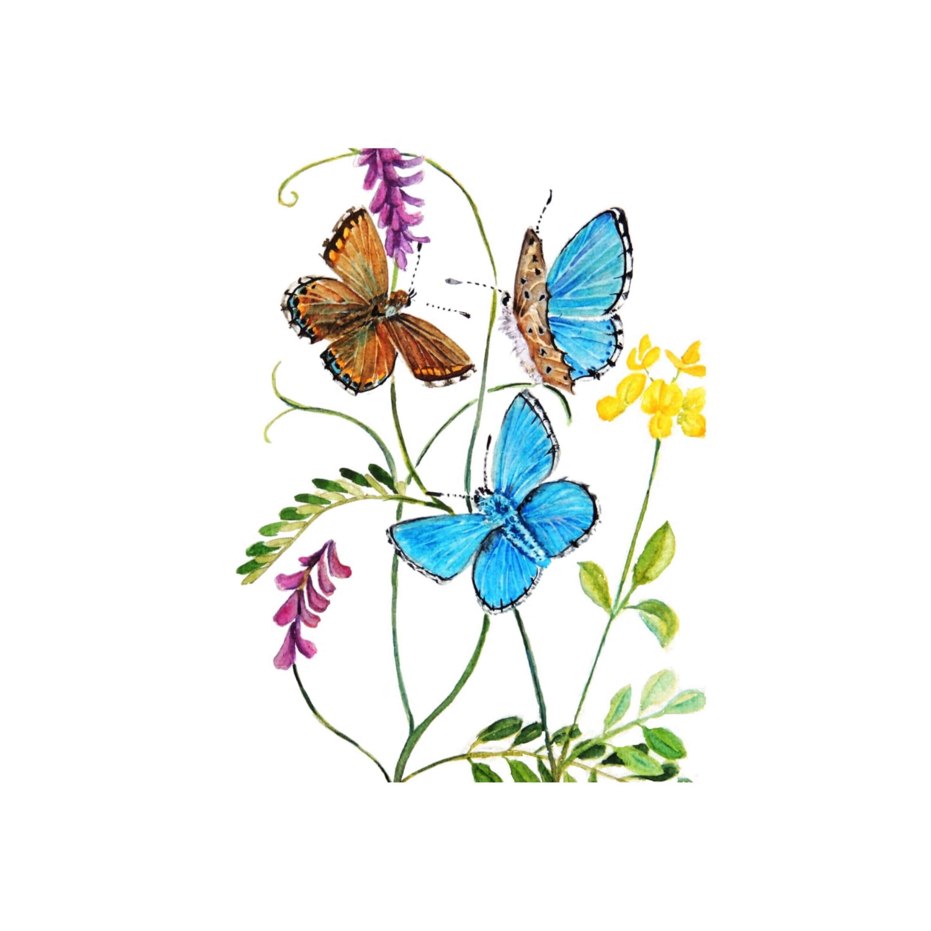 Blue Adonis Butterflies