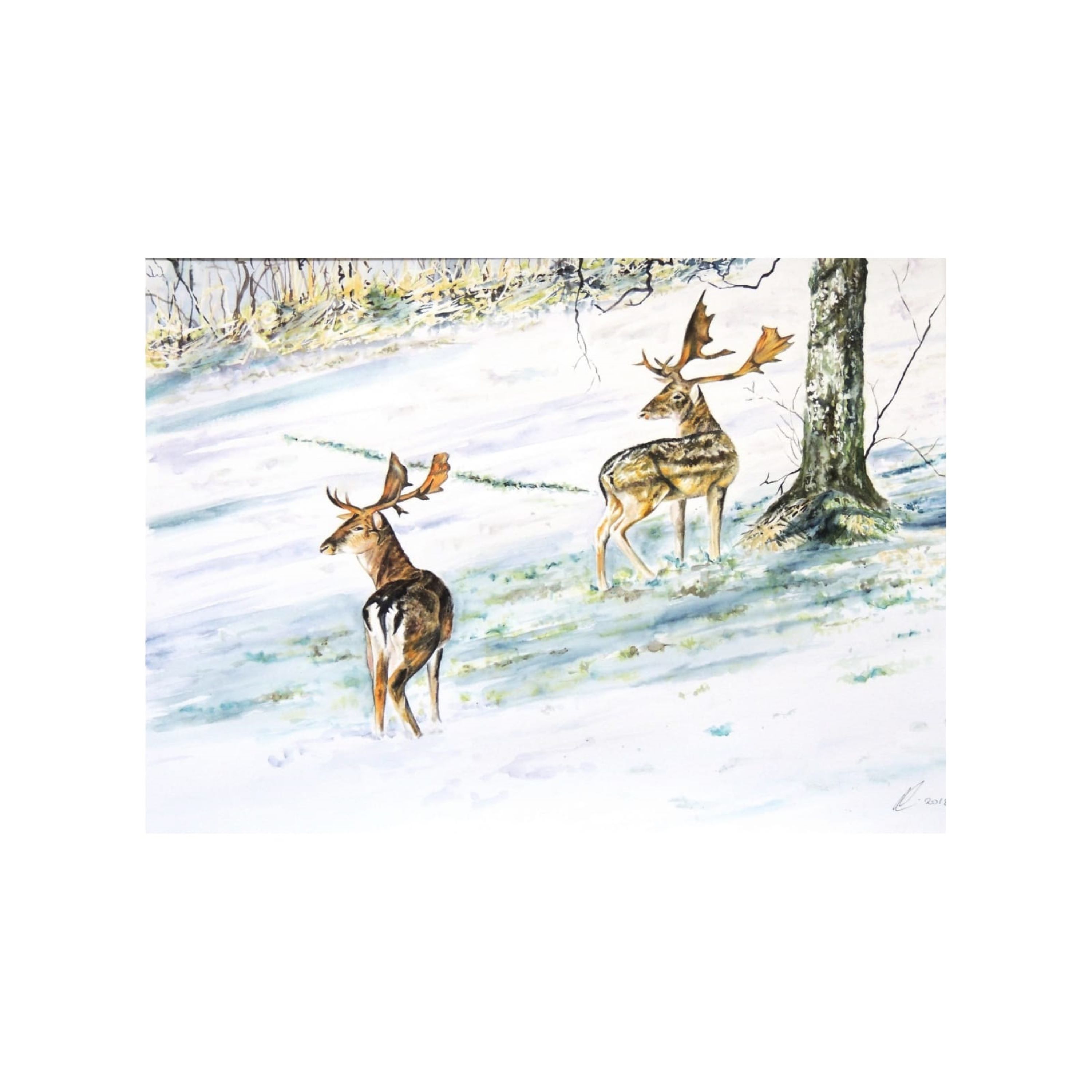 Fallow Deer