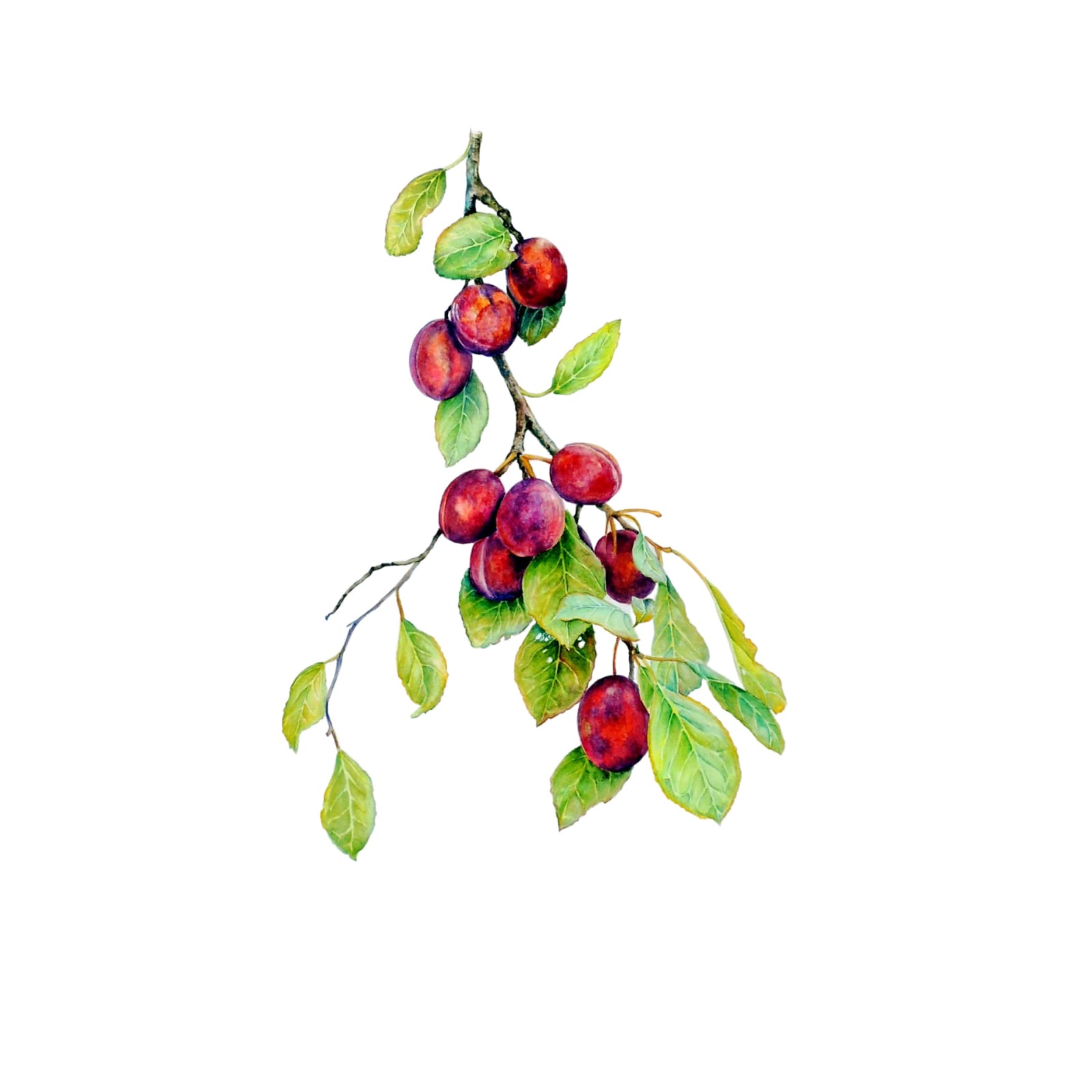 Victoria Plums