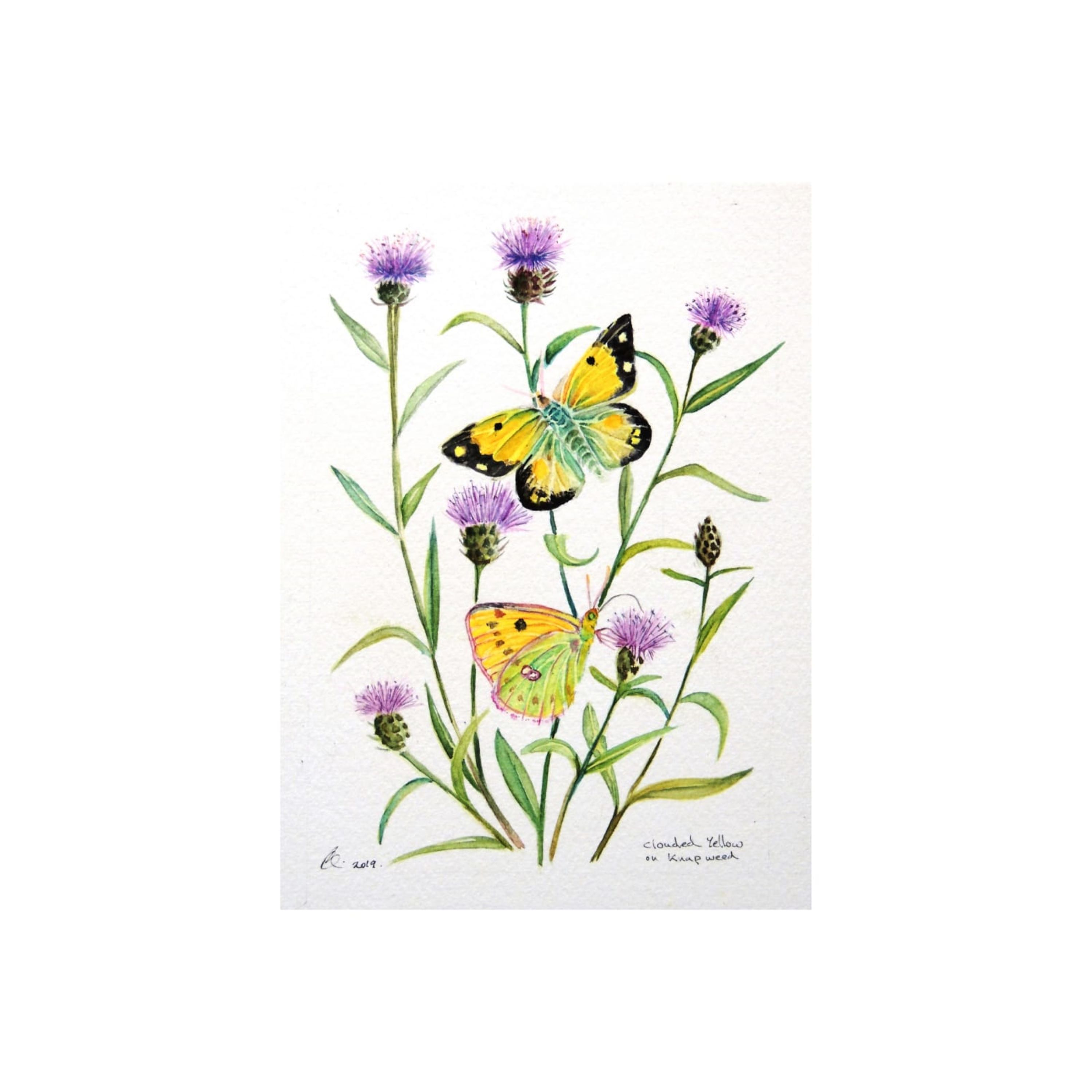 Clouded Yellow Butterflies